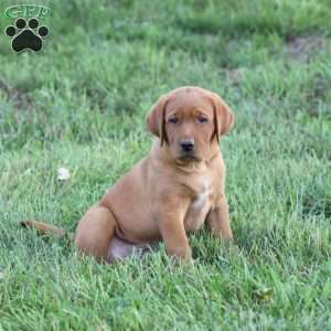 Domino, Fox Red Labrador Retriever Puppy